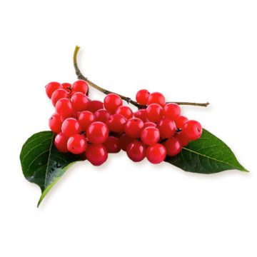 Schisandra